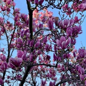 Meet your Posher, Oli